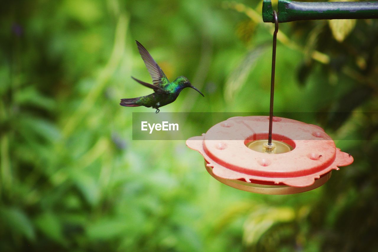 Close-up of hummingbird hovering by bird feeder against plants