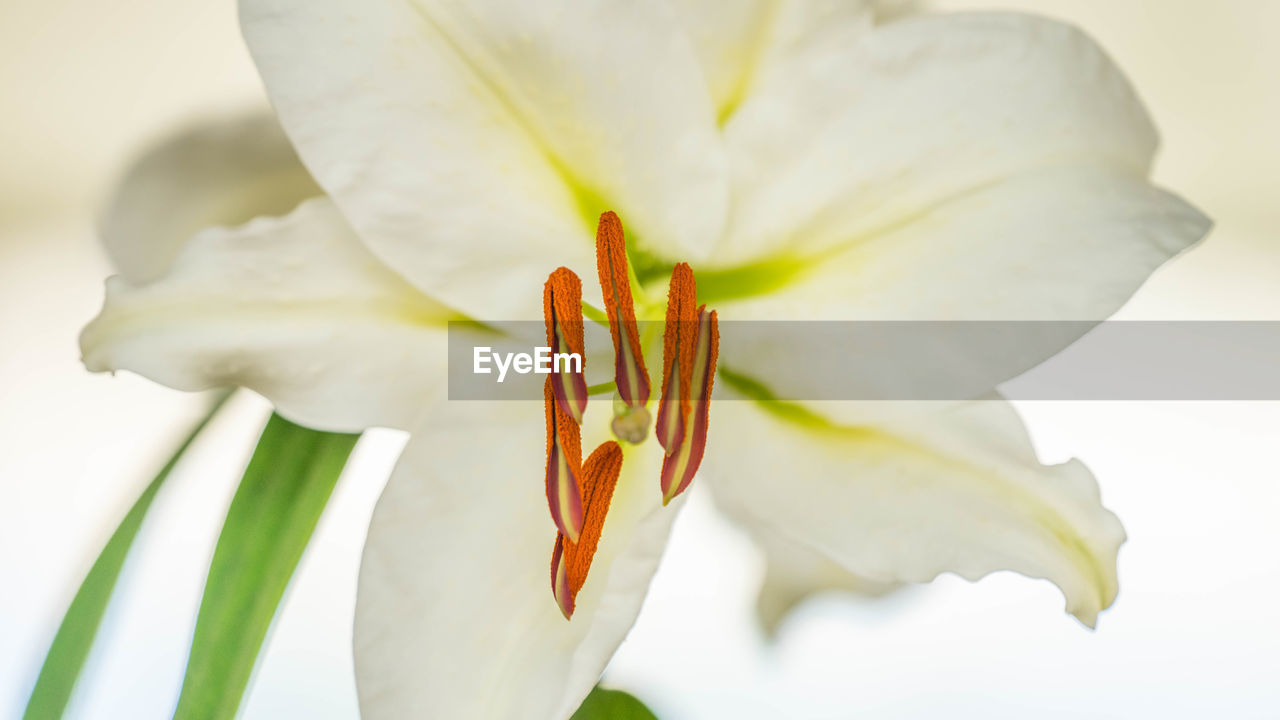 Close-up of white flowering plant