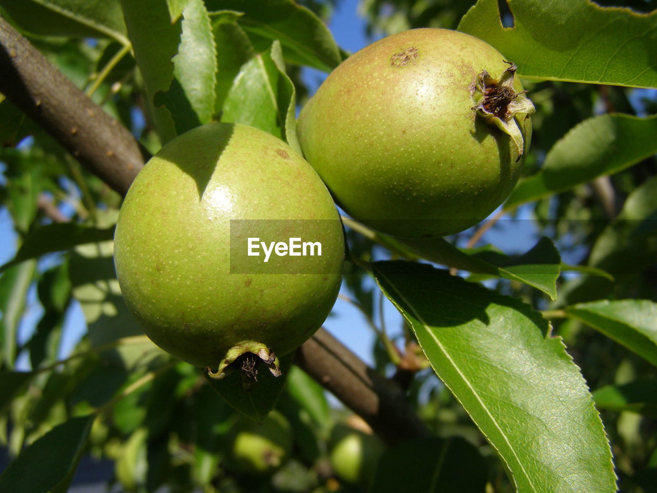 CLOSE-UP OF FRUITS ON TREE