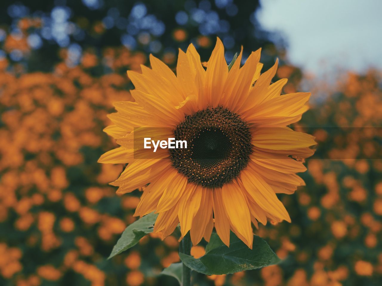 Sunflower in iringa
