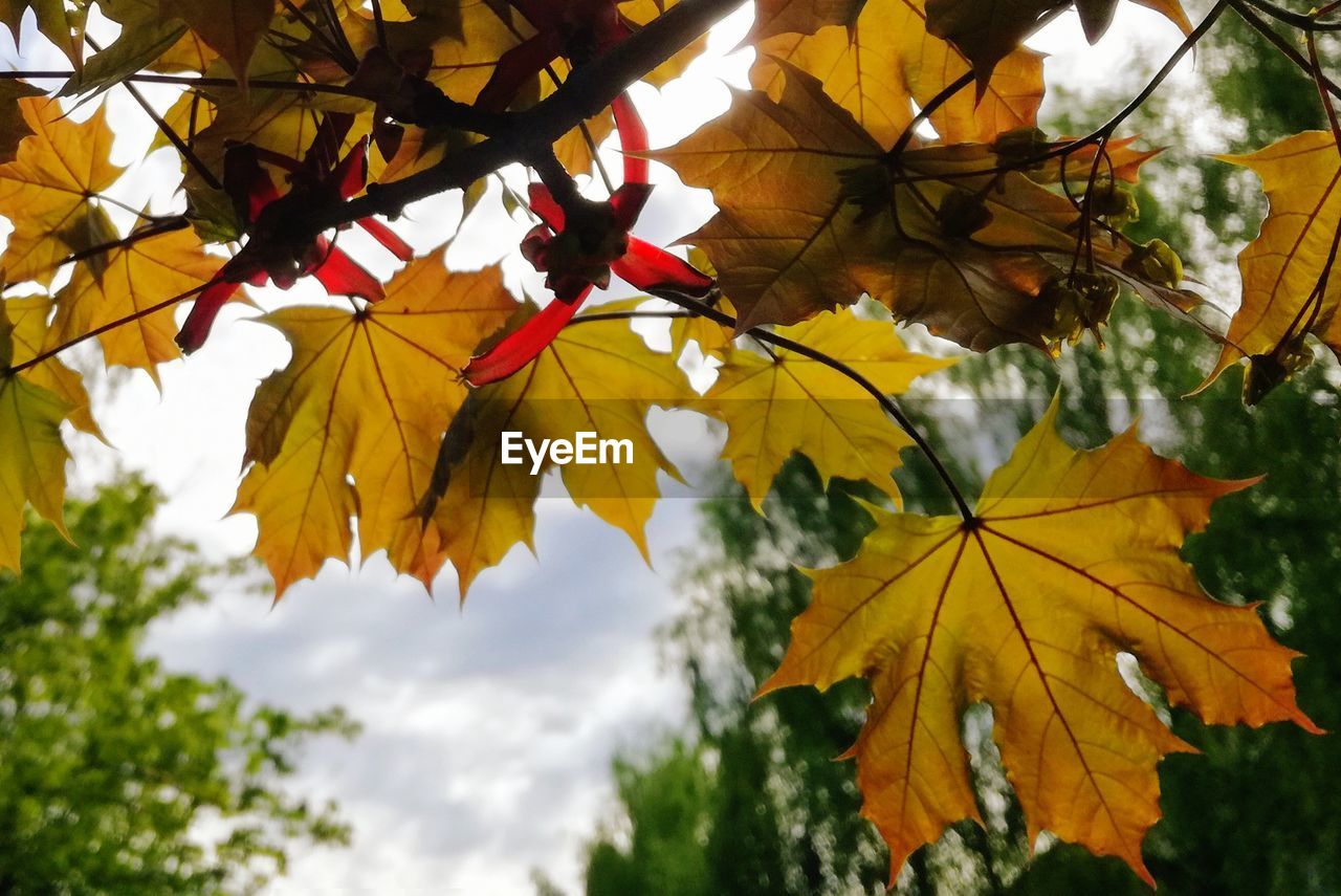 autumn, leaf, plant part, plant, beauty in nature, change, nature, maple leaf, growth, yellow, tree, no people, day, focus on foreground, close-up, outdoors, low angle view, leaves, branch, vulnerability, maple tree, flower head, natural condition