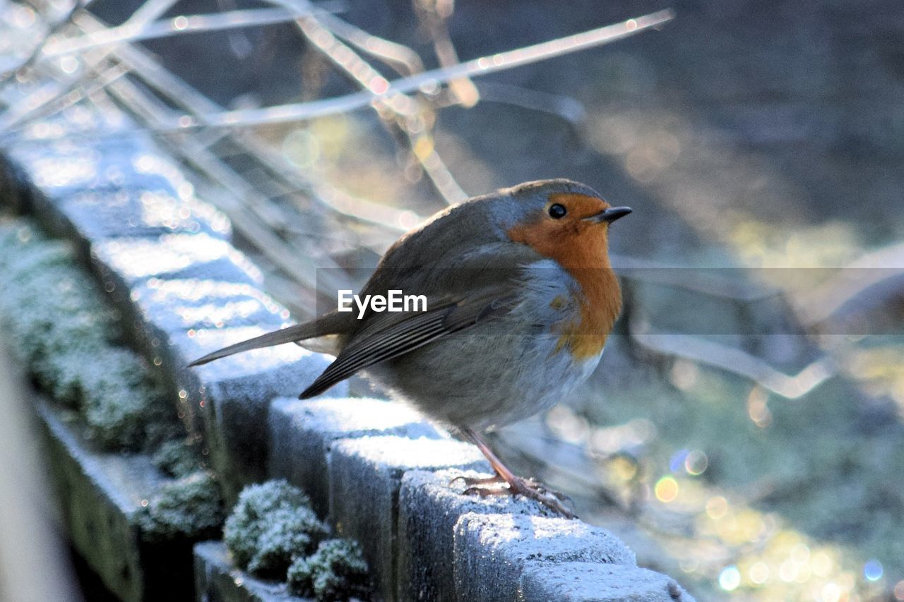 CLOSE-UP OF BIRD PERCHING ON FLOOR