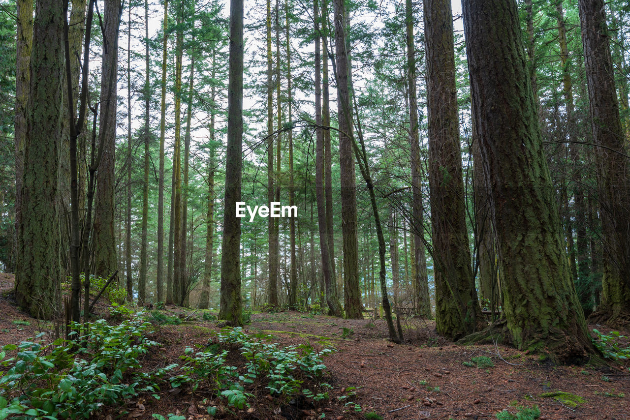 Trees growing in forest