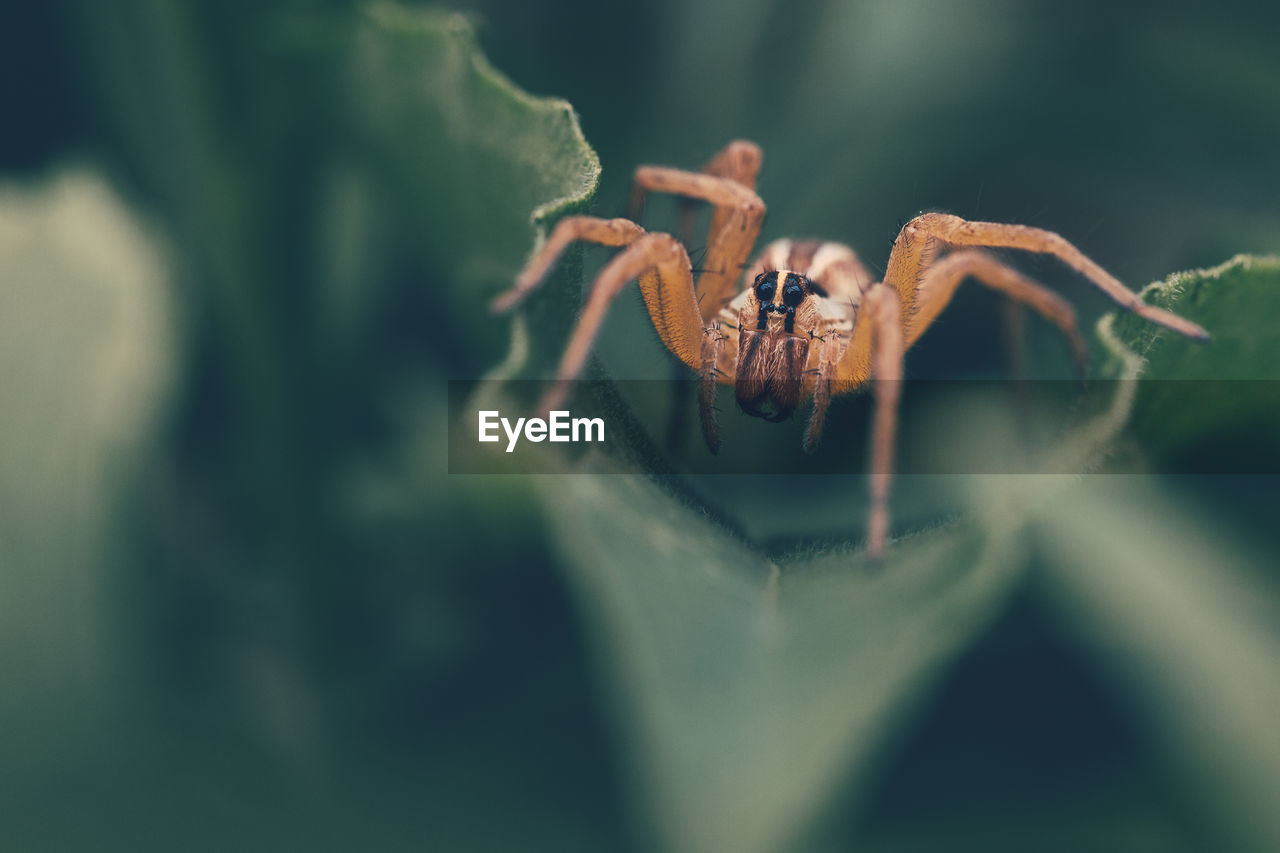 Close-up of spider on green plant