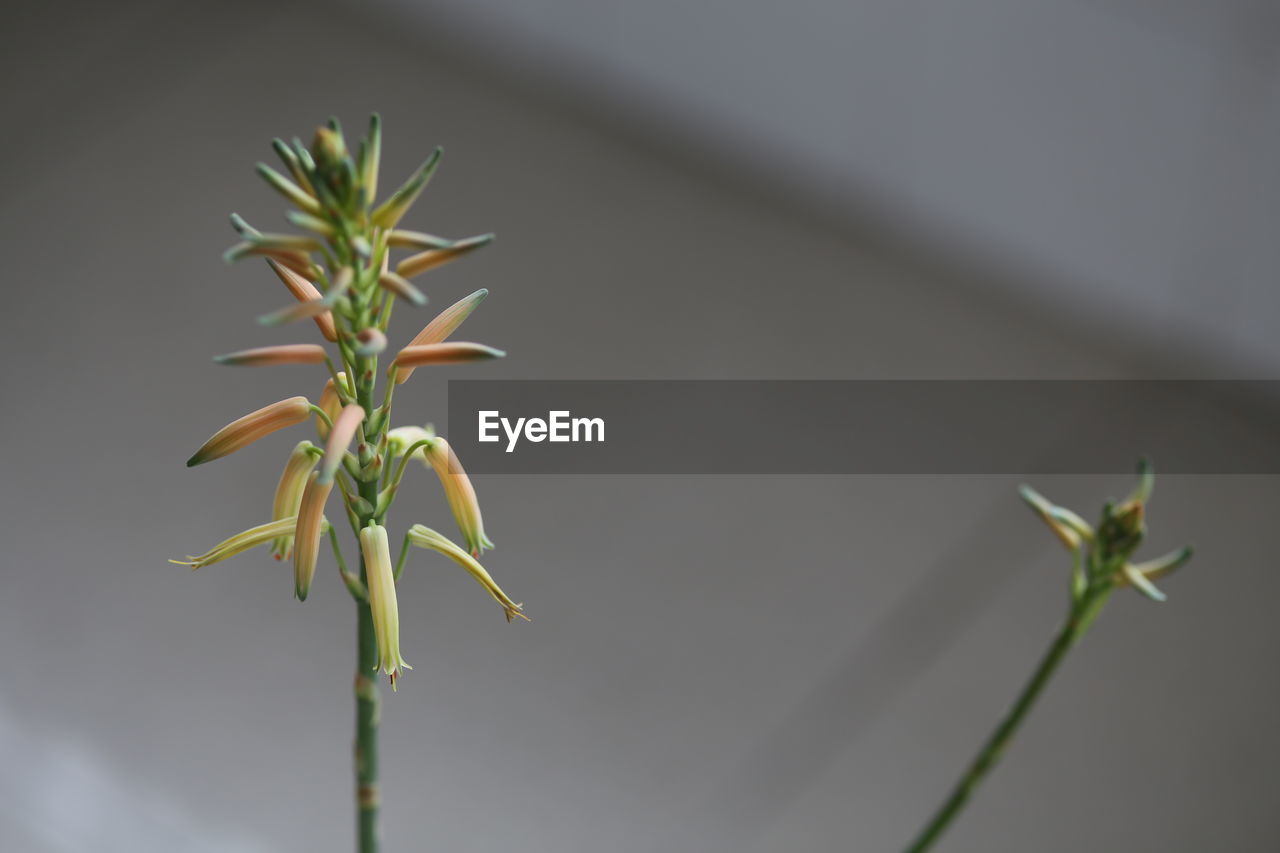 CLOSE-UP OF WHITE FLOWER PLANT