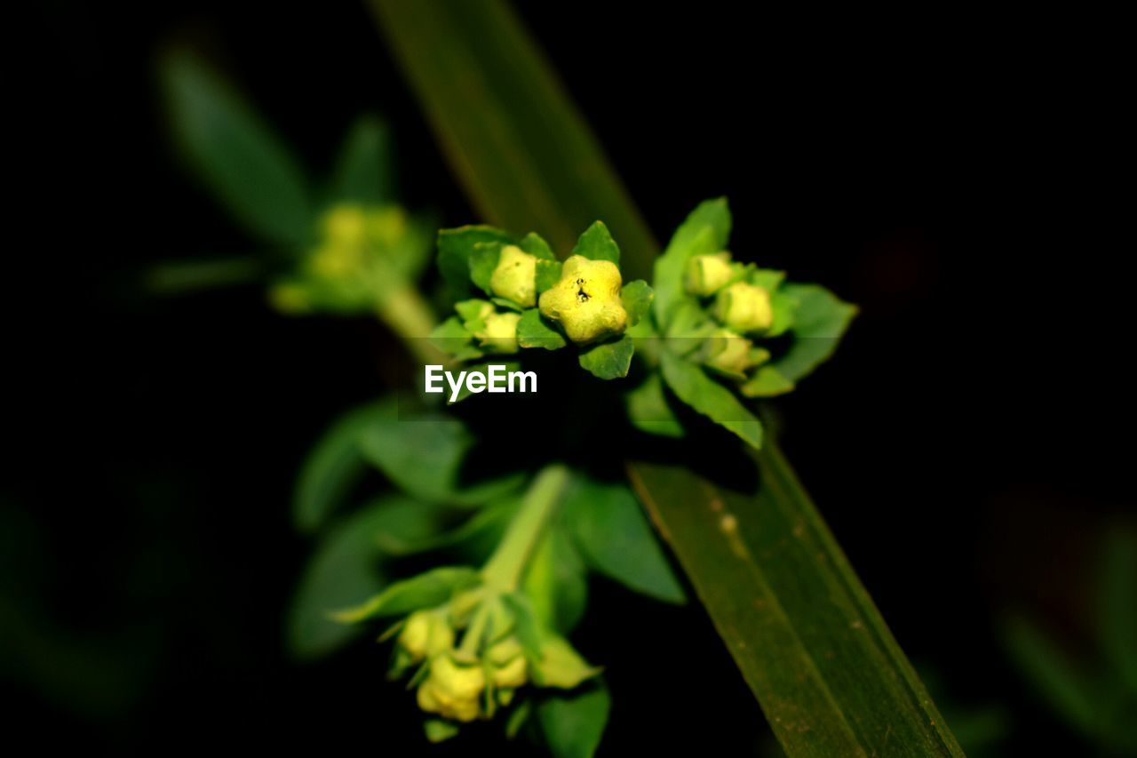 CLOSE-UP OF YELLOW INSECT ON PLANT