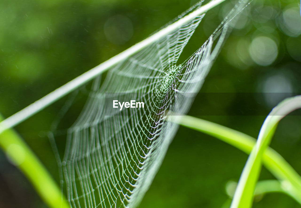 CLOSE-UP OF INSECT ON WEB