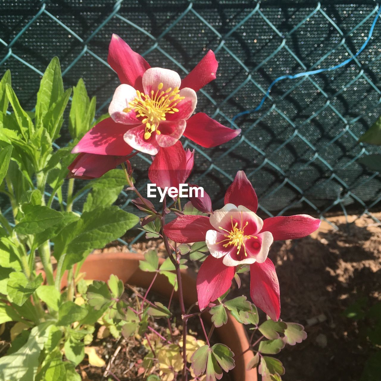 CLOSE-UP OF FLOWERS BLOOMING OUTDOORS