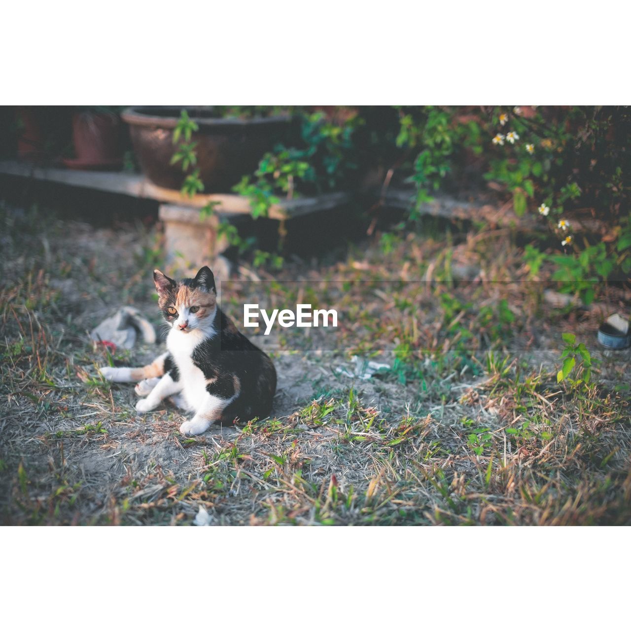 High angle view of cat in yard
