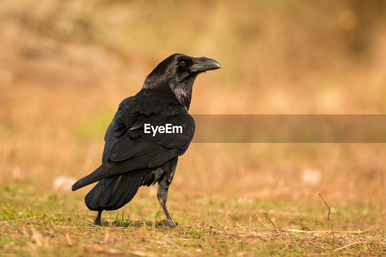 BIRD PERCHING ON A ROCK