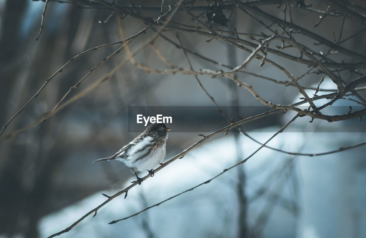 Bird perching on bare tree during winter