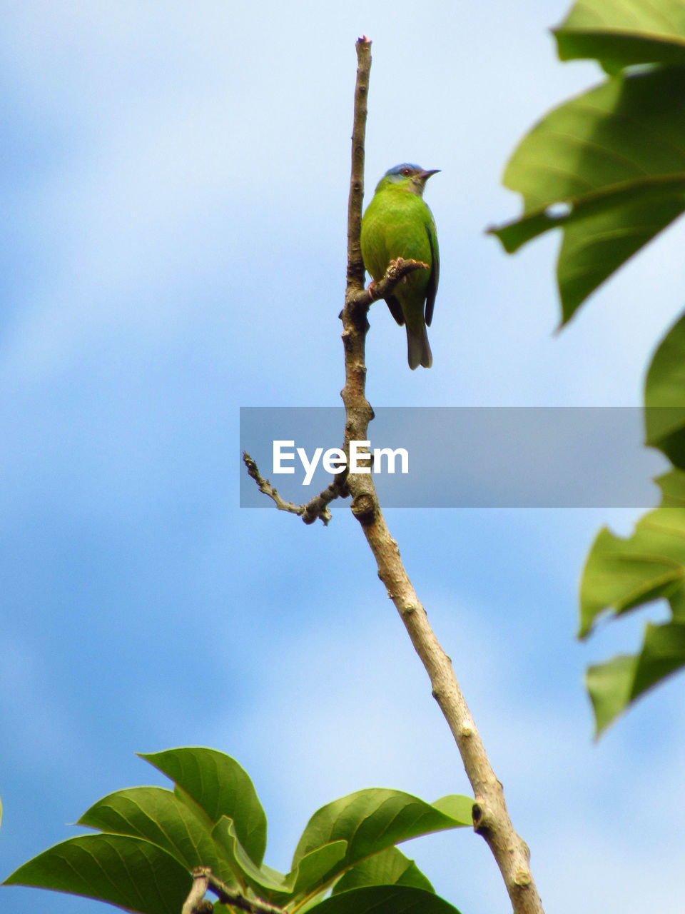 Low angle view of bird perching on branch against sky