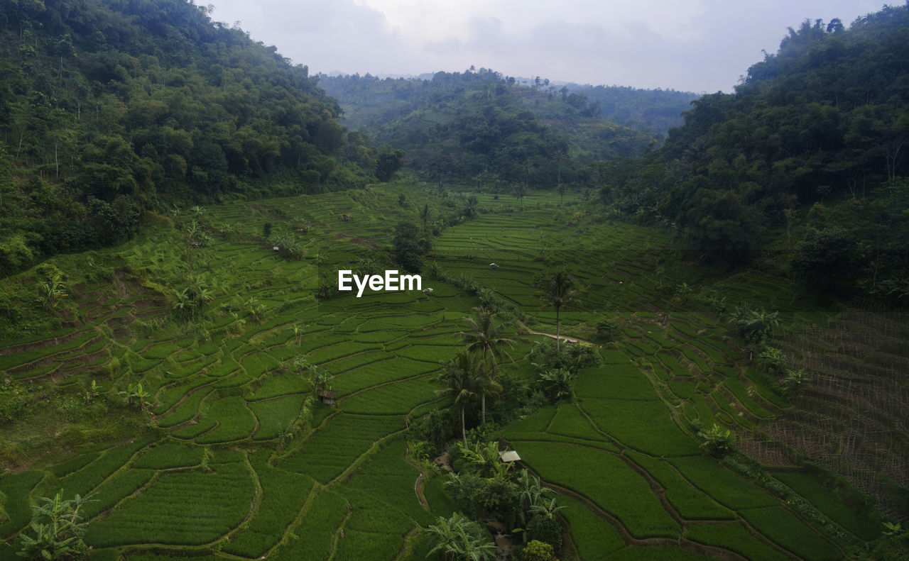 Scenic view of agricultural landscape at west java