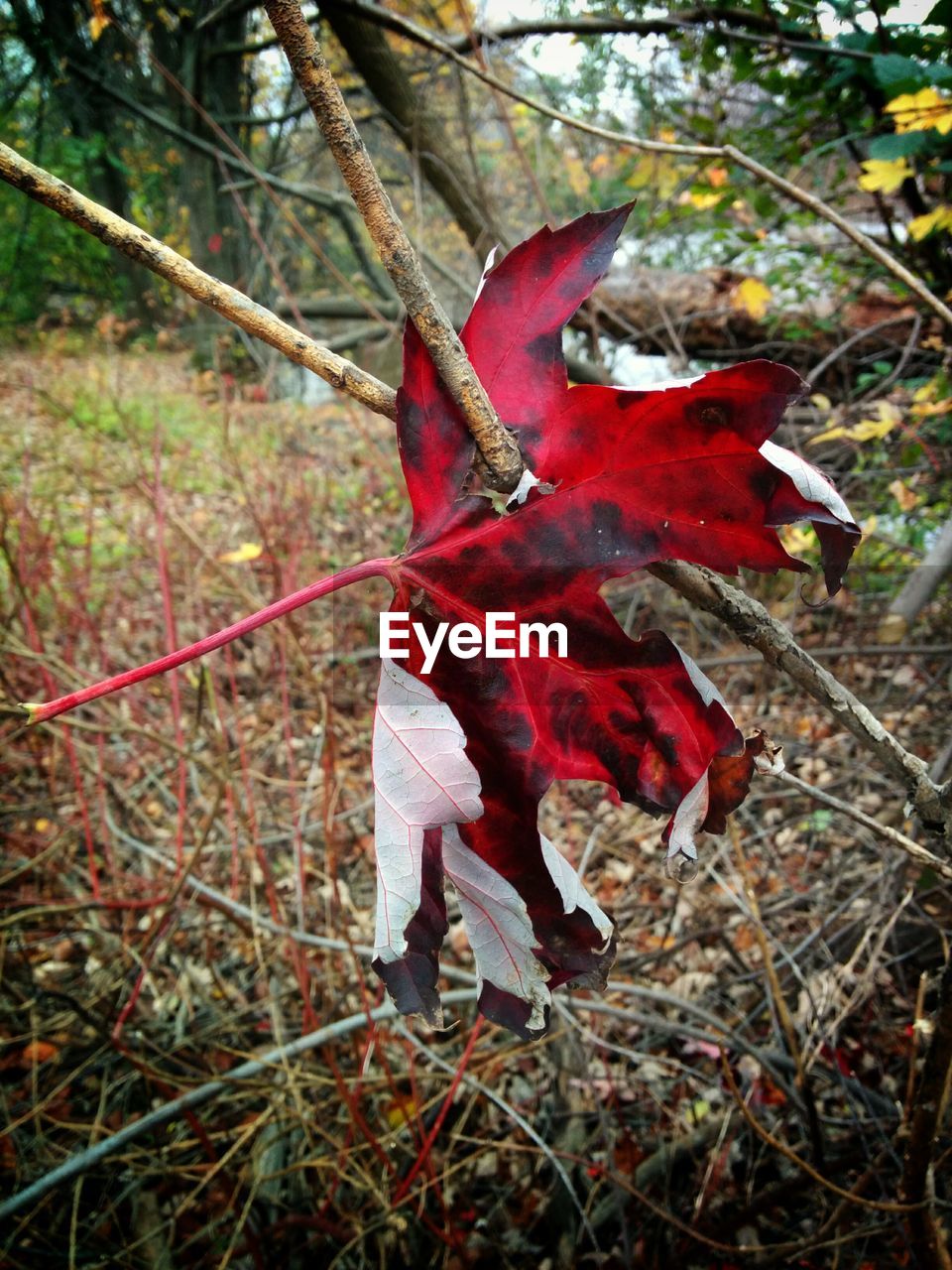 Close-up of maple leaf stuck in twig