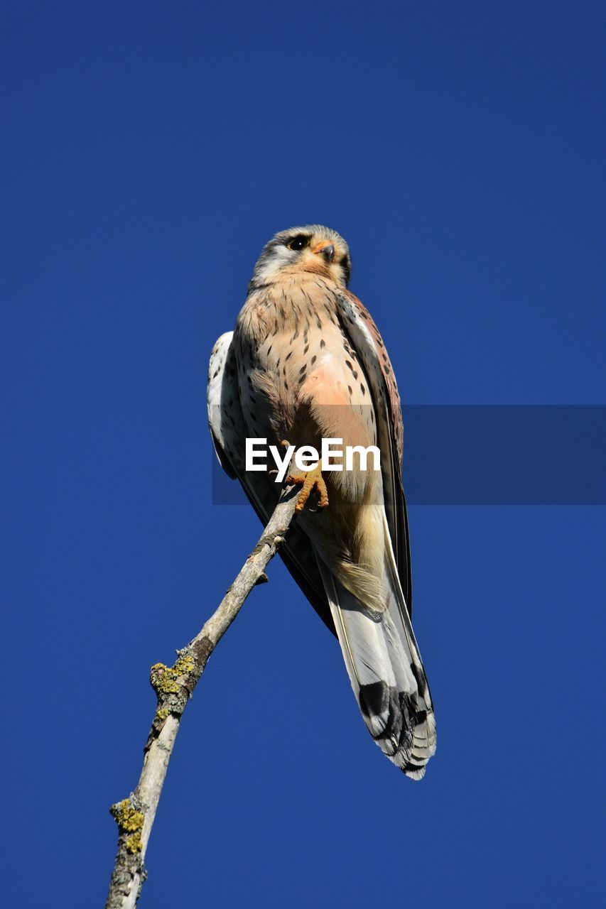 Low angle view of kestrel perching on branch against blue sky
