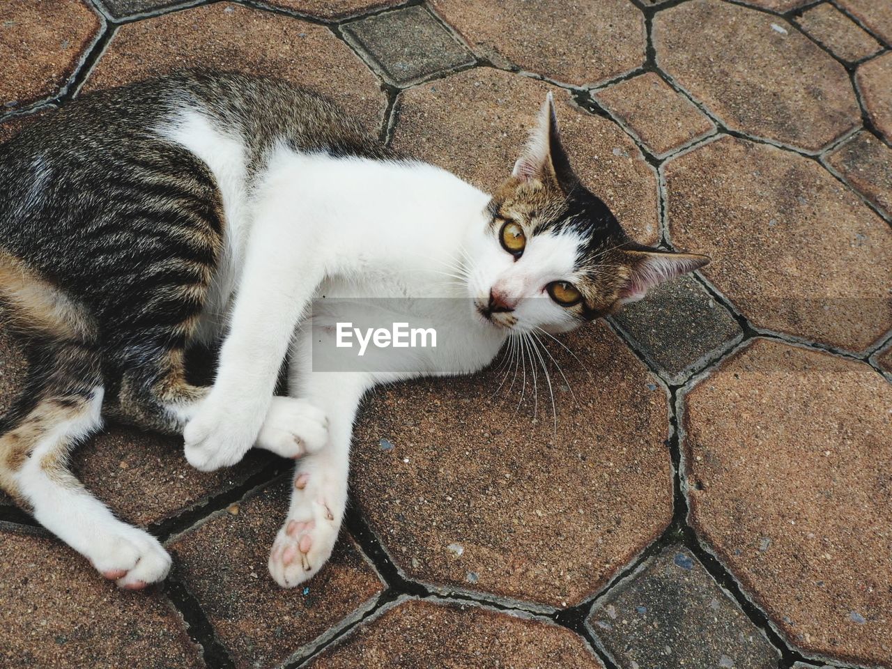 HIGH ANGLE VIEW OF CAT RESTING ON FLOOR