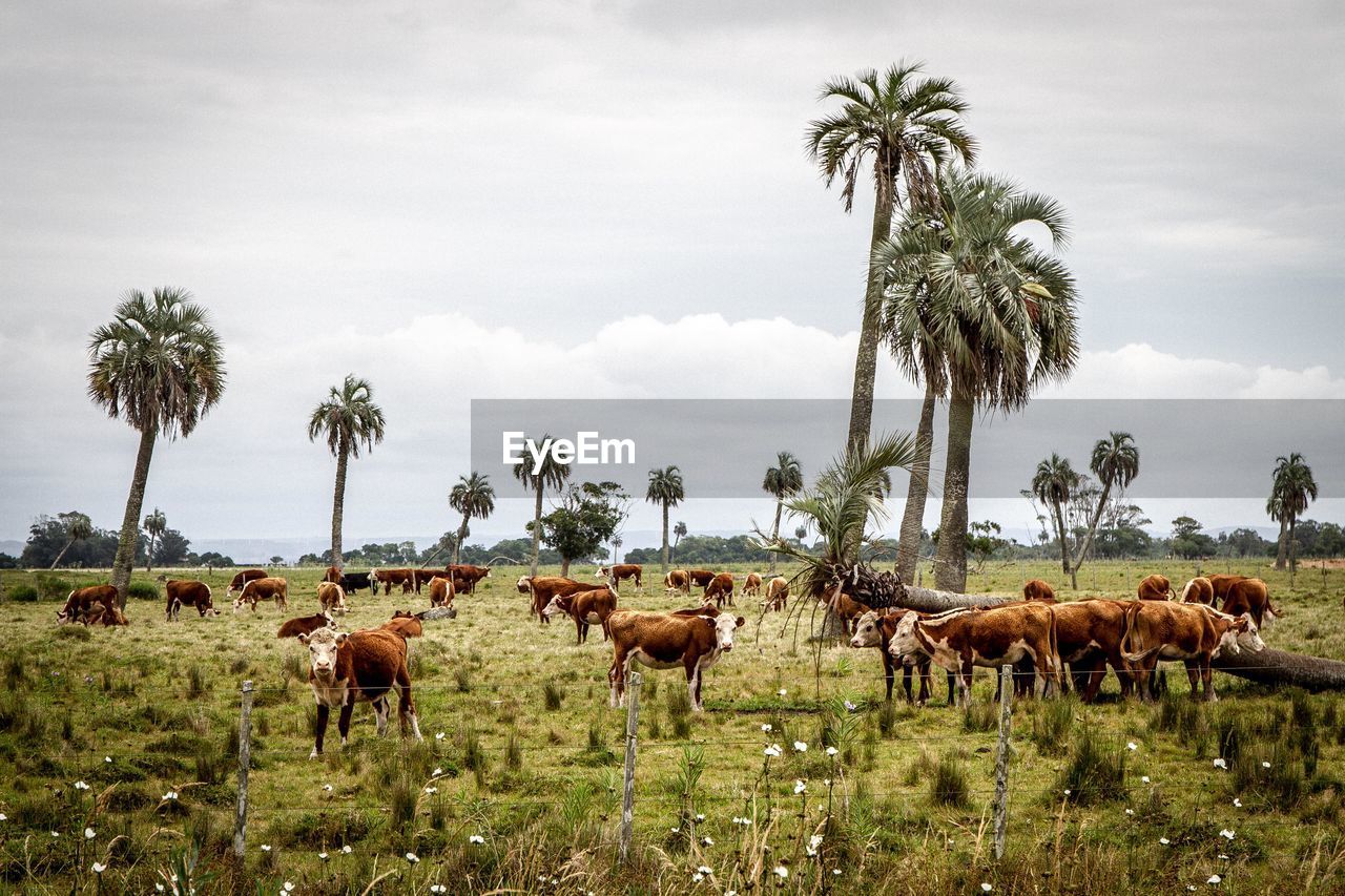 Cows grazing on grassy field