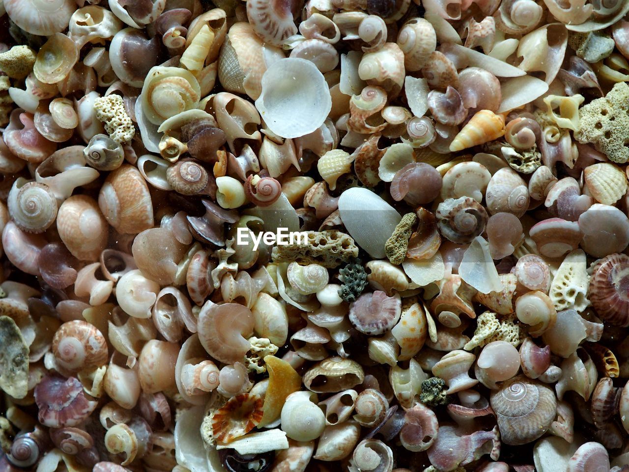 Full frame shot of seashells