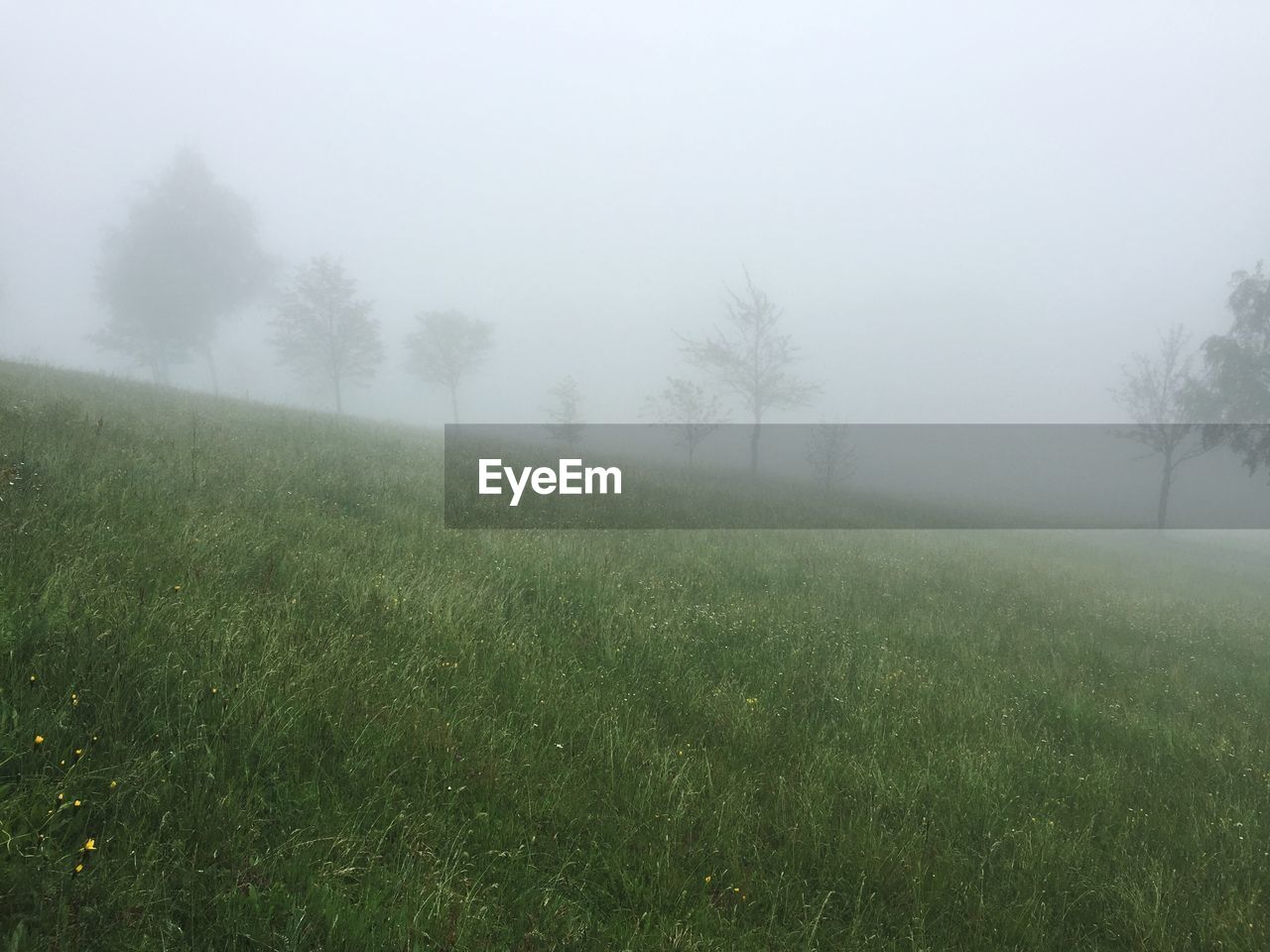 Distance shot of trees on landscape