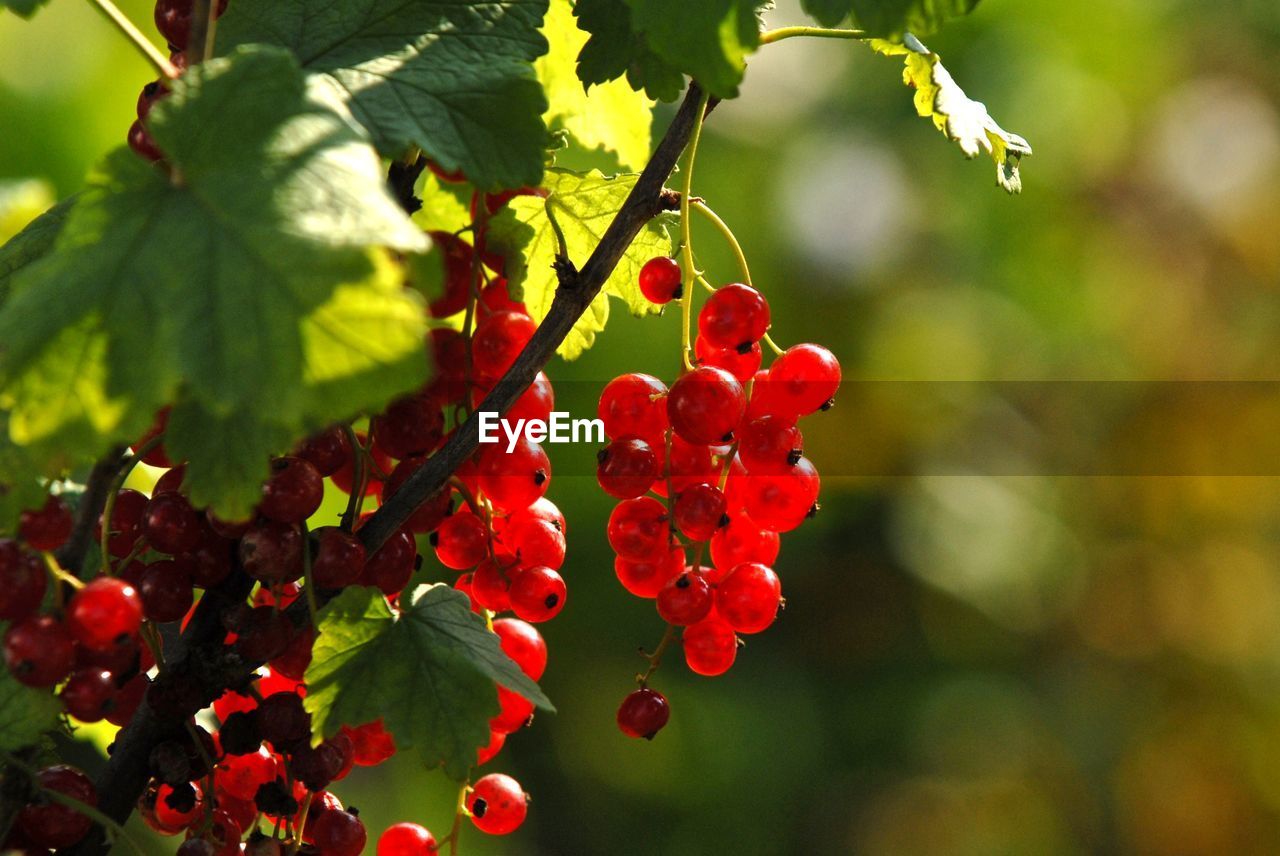 Close-up of red currant plant