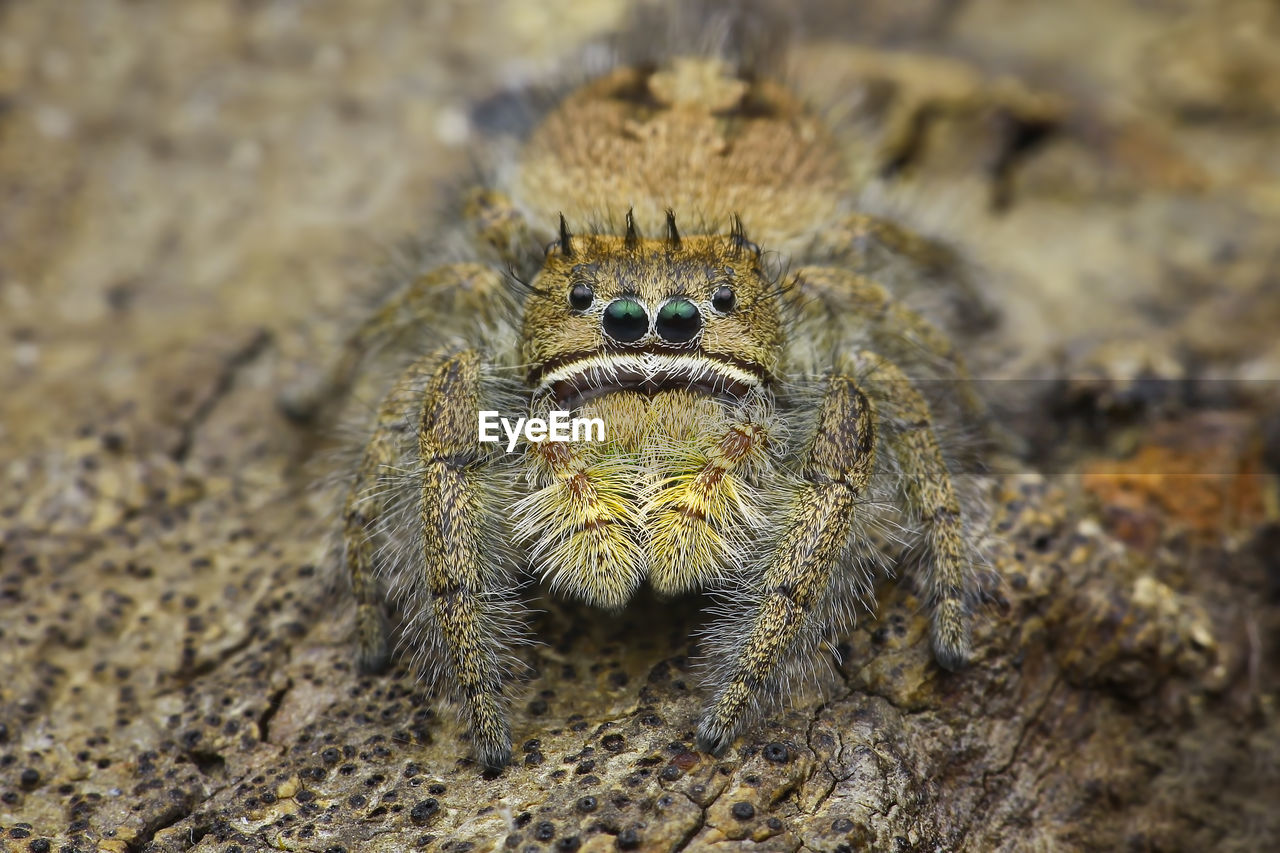 HIGH ANGLE VIEW OF ANIMAL ON ROCK