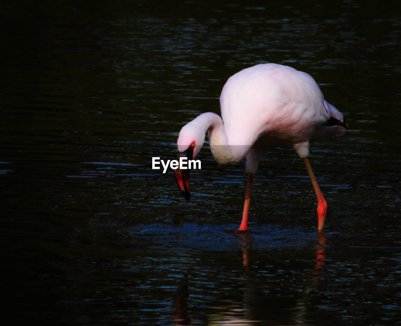 Flamingo searching for food in water