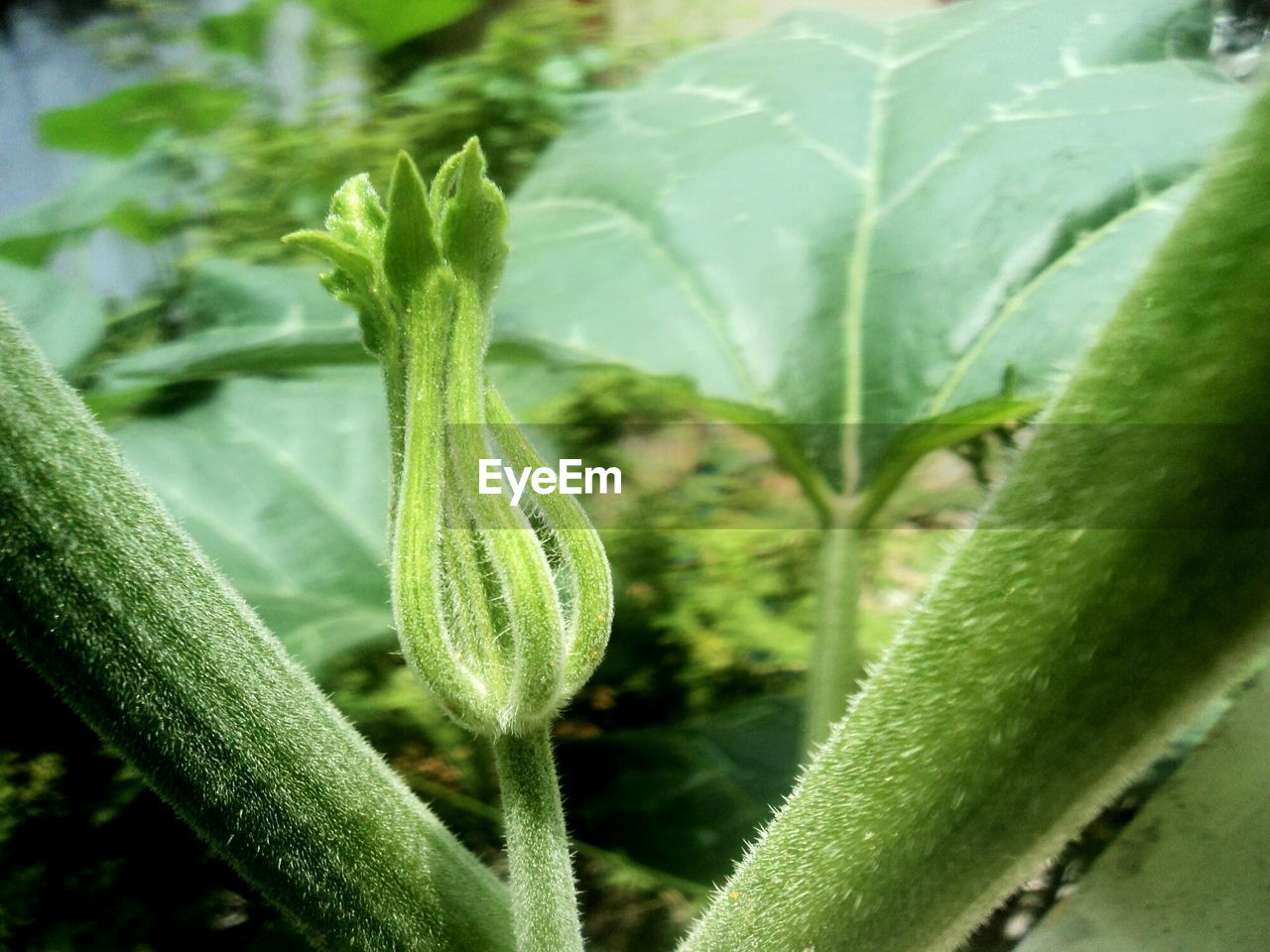 CLOSE-UP OF PLANT AGAINST BLURRED BACKGROUND