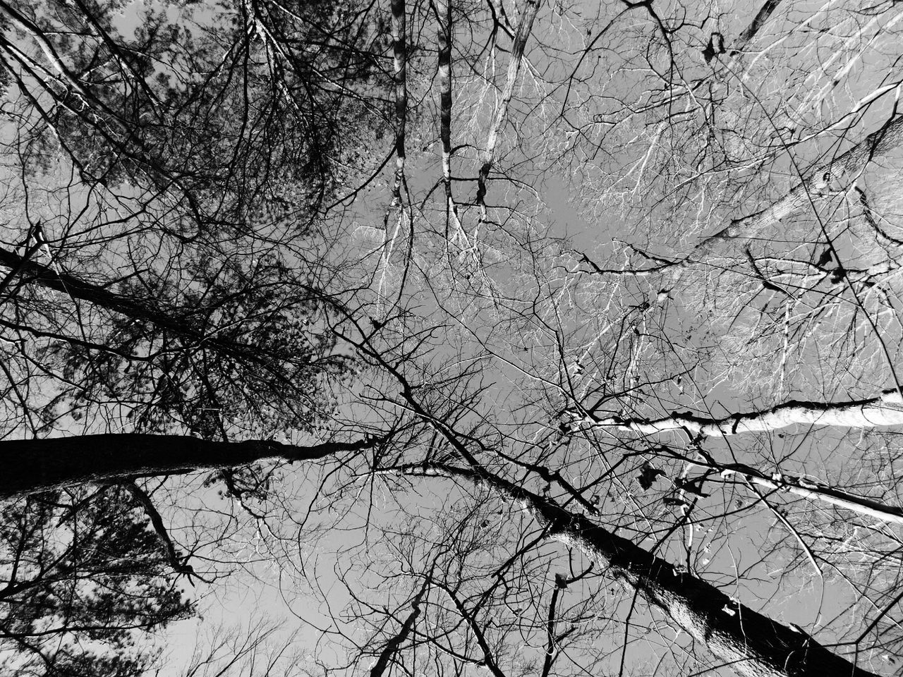 LOW ANGLE VIEW OF TREES AGAINST SKY