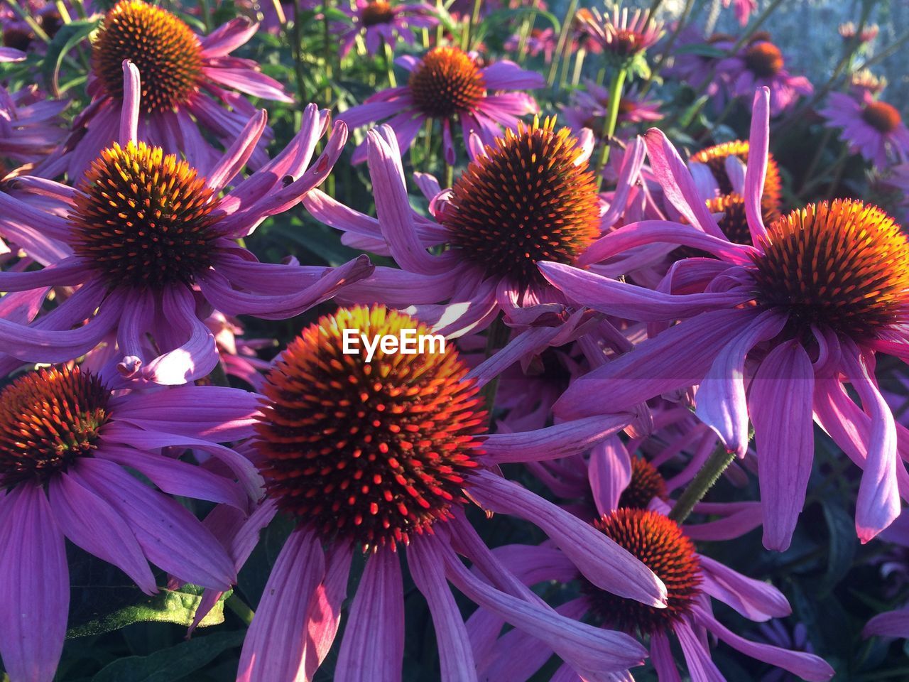 FULL FRAME SHOT OF PURPLE CONEFLOWER