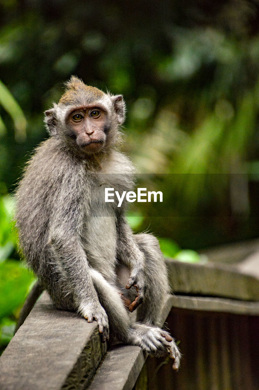 Portrait of macaque monkey sitting on railing against trees, looking into the camera.