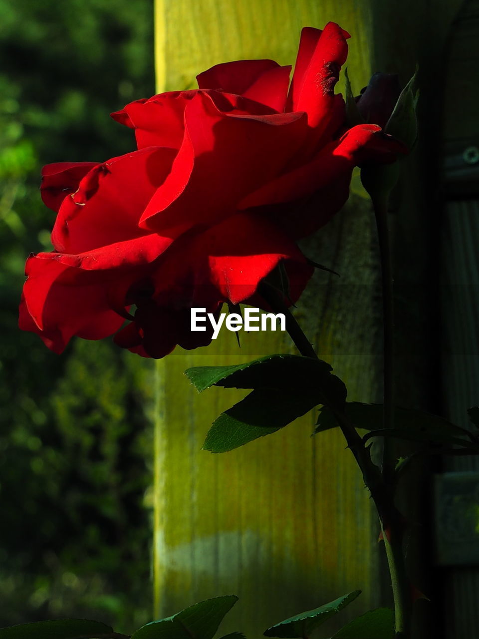 CLOSE UP OF RED FLOWER