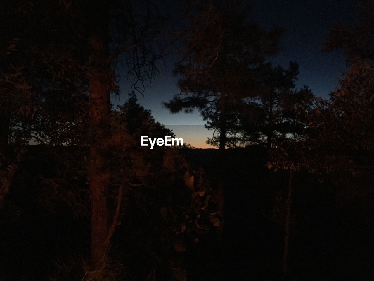 LOW ANGLE VIEW OF TREES AT NIGHT