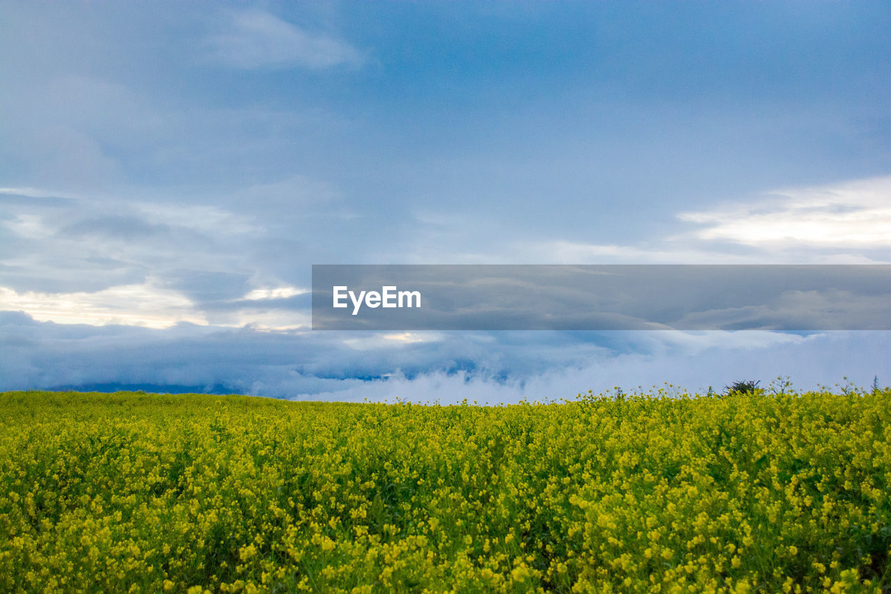 Scenic view of oilseed rape field against sky