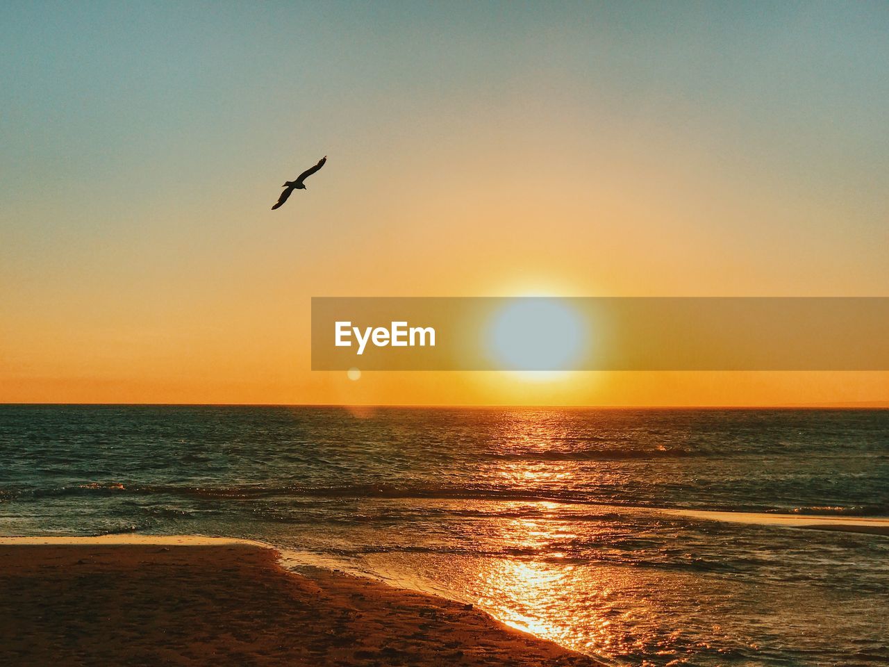 Bird flying over sea against sky during sunset