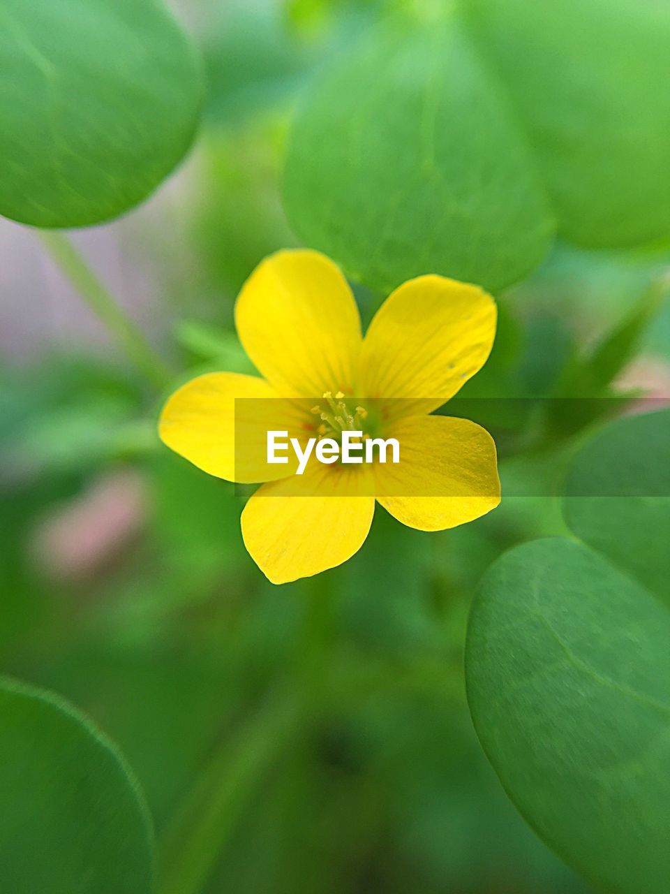 Close-up of yellow flower blooming outdoors