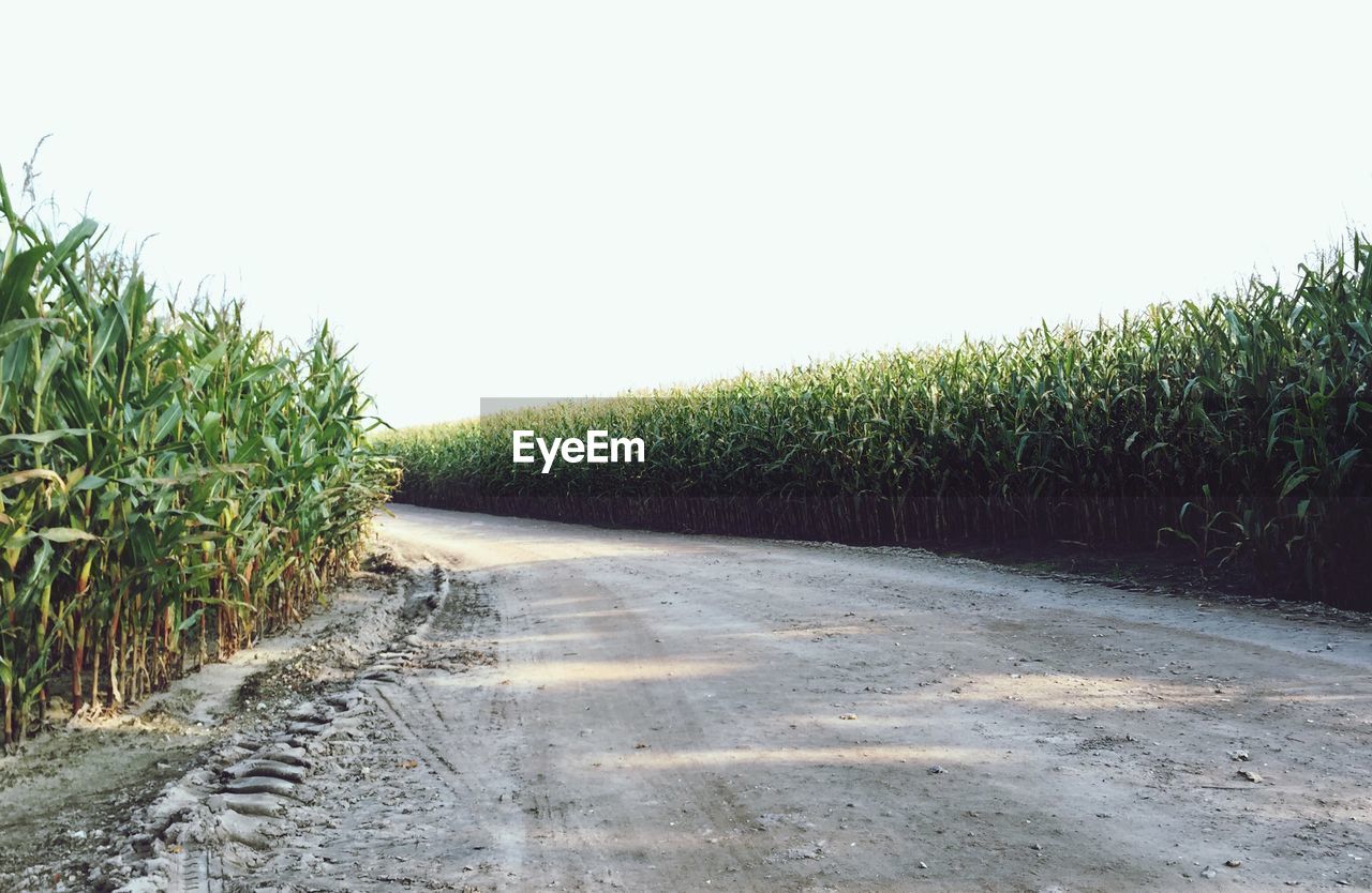 Road amidst crops against clear sky