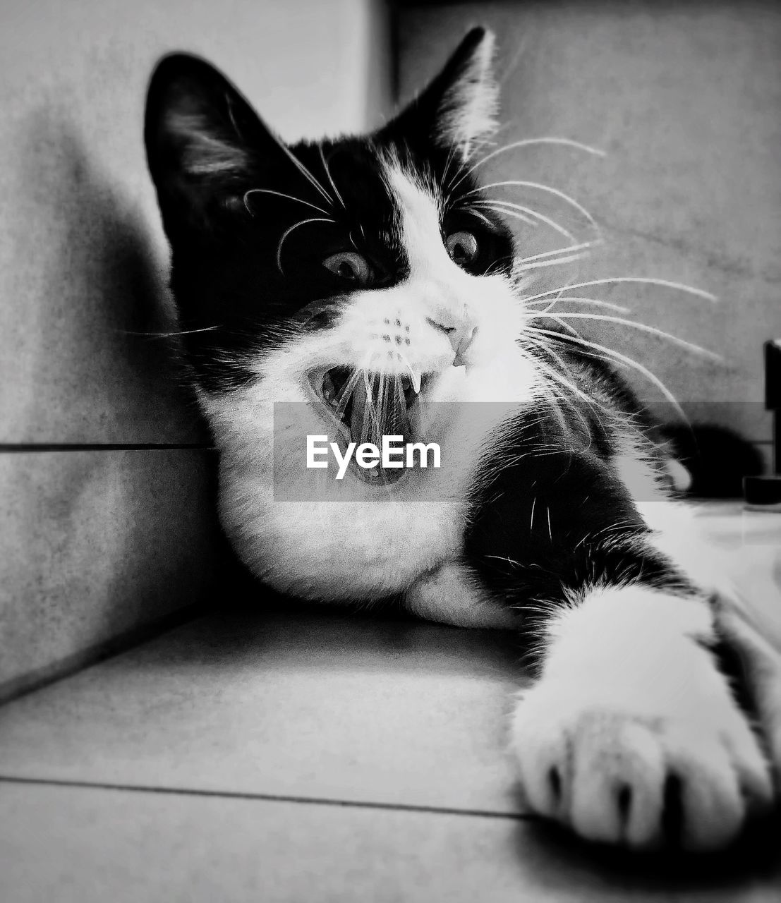 CLOSE-UP PORTRAIT OF CAT ON FLOOR AT HOME