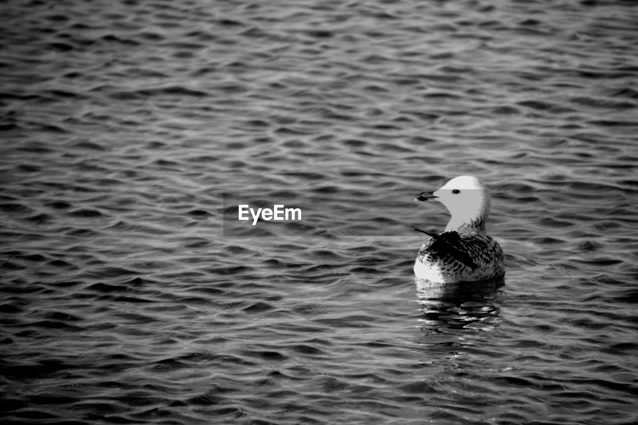 BIRD SWIMMING IN A LAKE