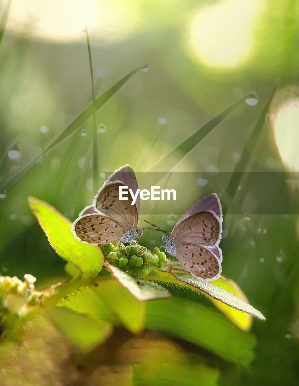 BUTTERFLY ON GREEN LEAF