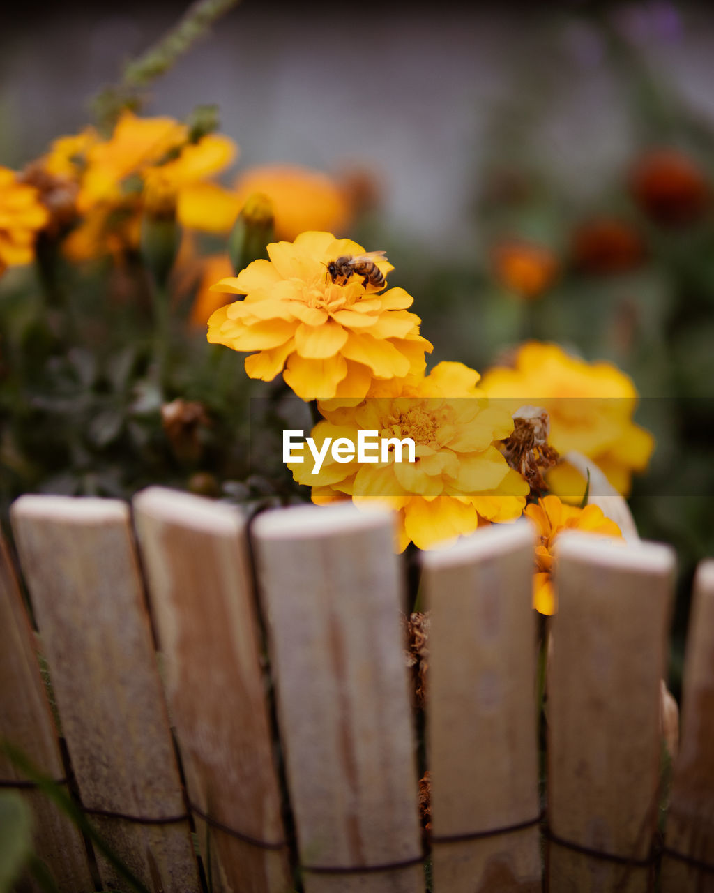 A bee standing on a yellow flower in a garden