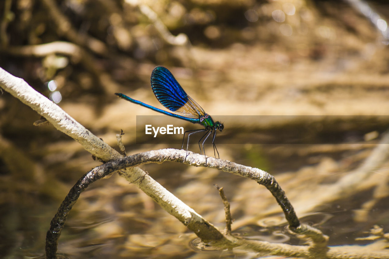 Close-up of damselfly on leaf