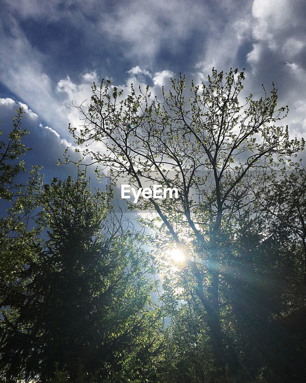 LOW ANGLE VIEW OF TREE AGAINST CLOUDY SKY