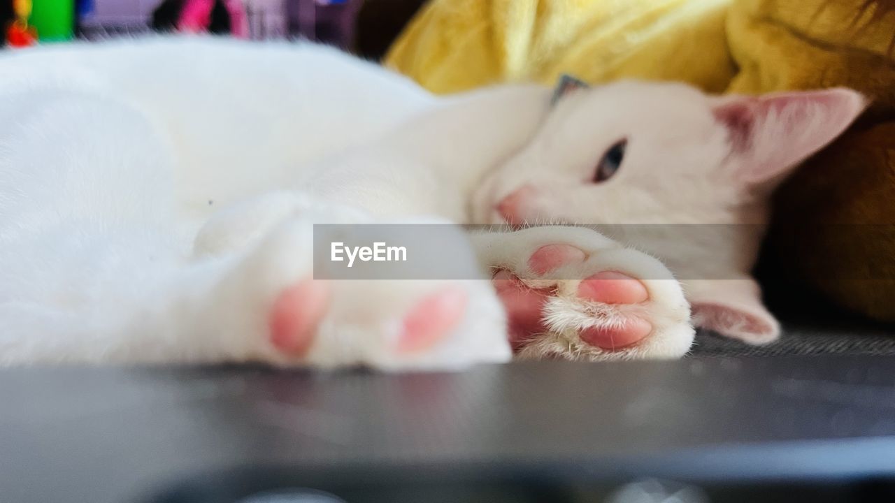 mammal, pet, animal, animal themes, domestic animals, cat, skin, one animal, indoors, relaxation, nose, sleeping, selective focus, no people, white, close-up, lying down, small to medium-sized cats, whiskers, kitten, domestic cat, animal body part, cute