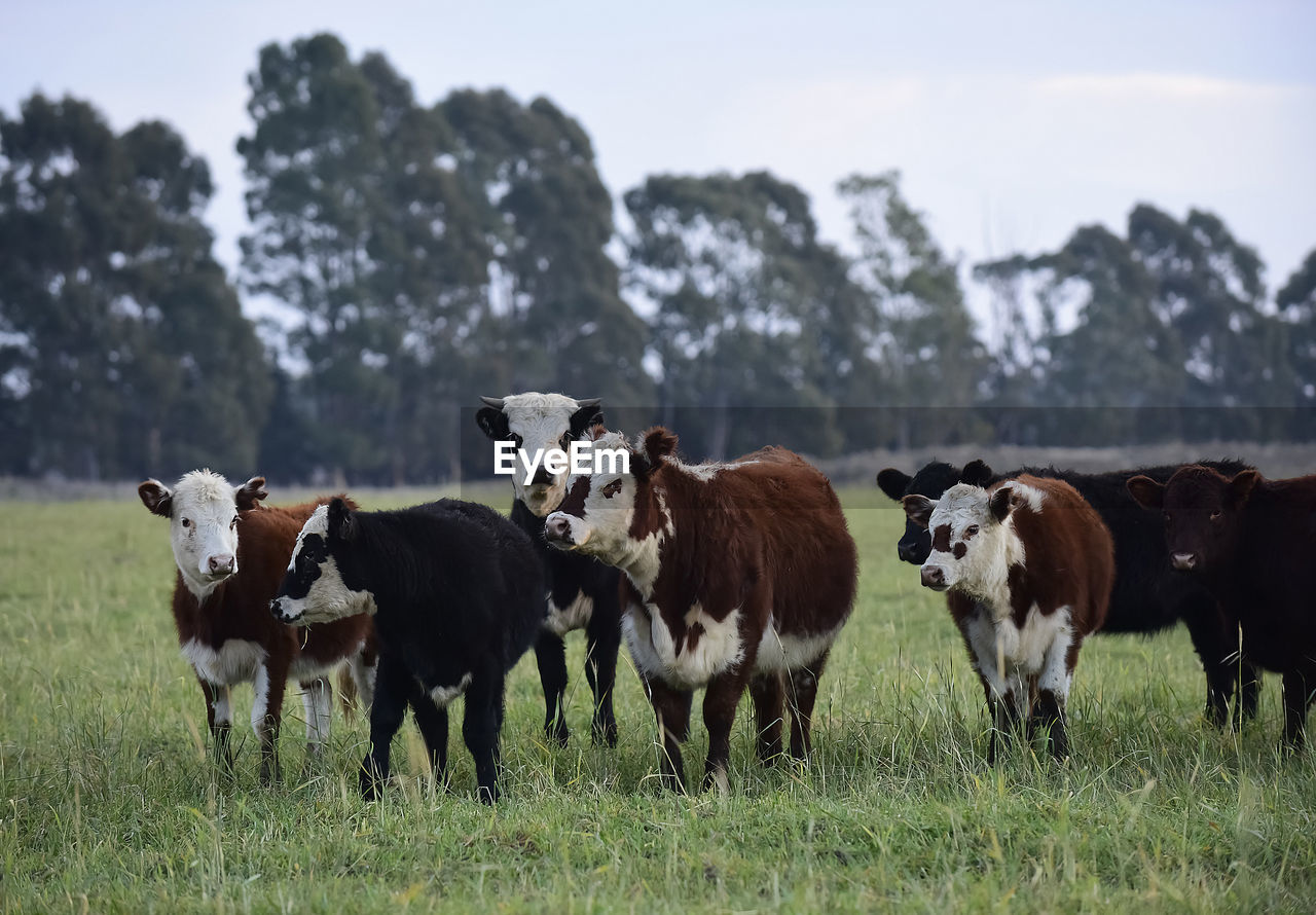 horse standing on grassy field