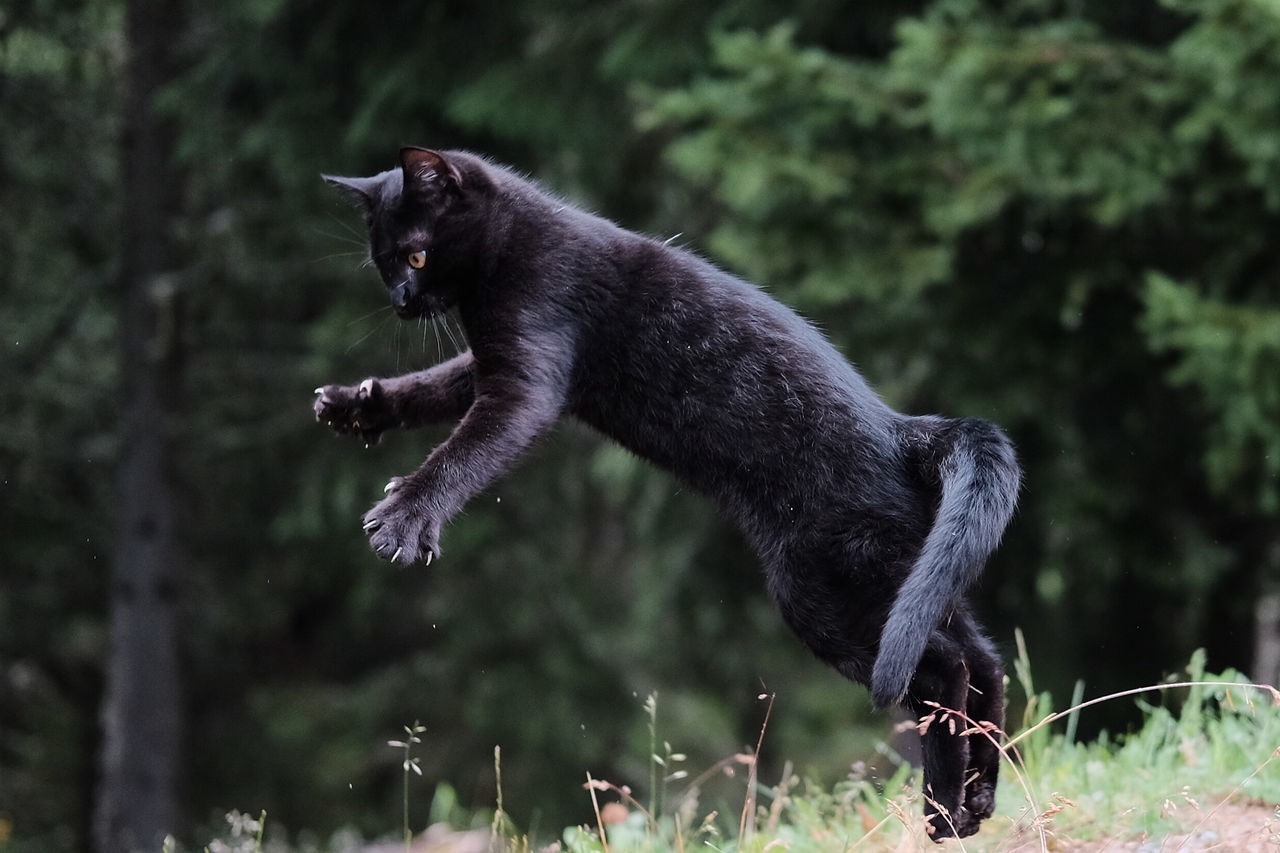 Black cat jumping on field