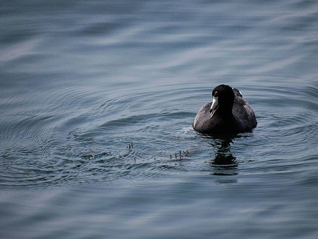 VIEW OF SWIMMING IN WATER