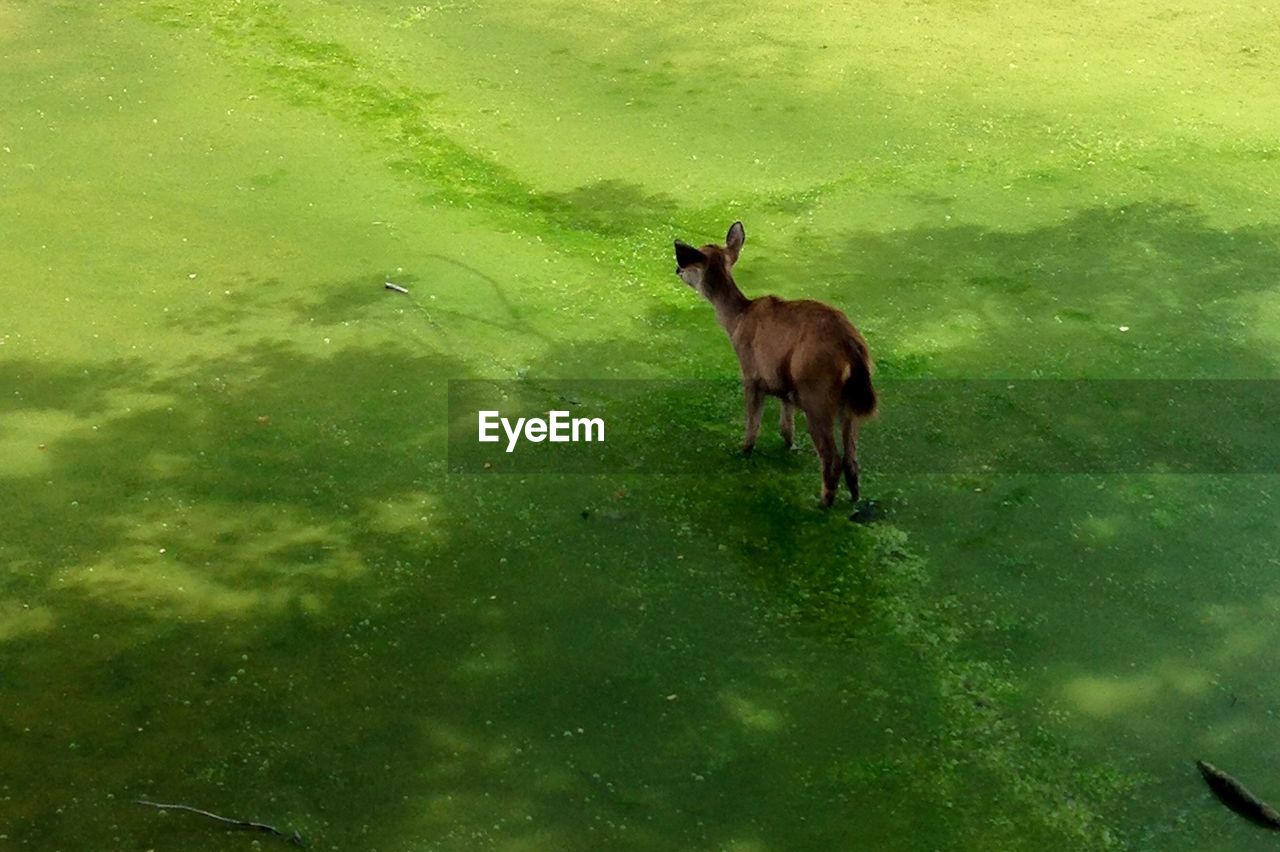 High angle view of deer standing on grassy field