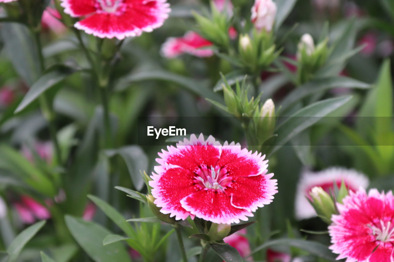 CLOSE-UP OF PINK FLOWER