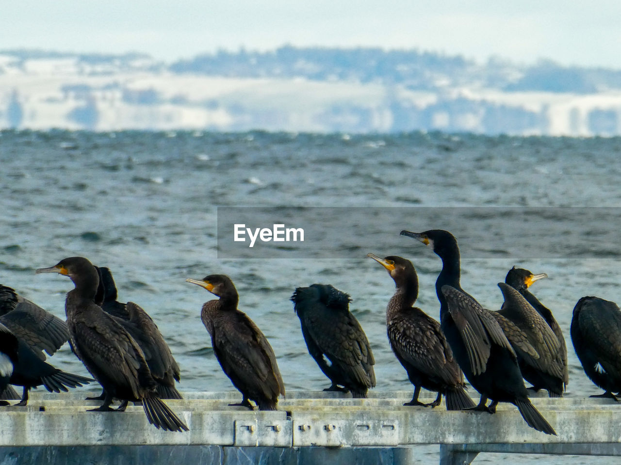 Cormorants against sea 