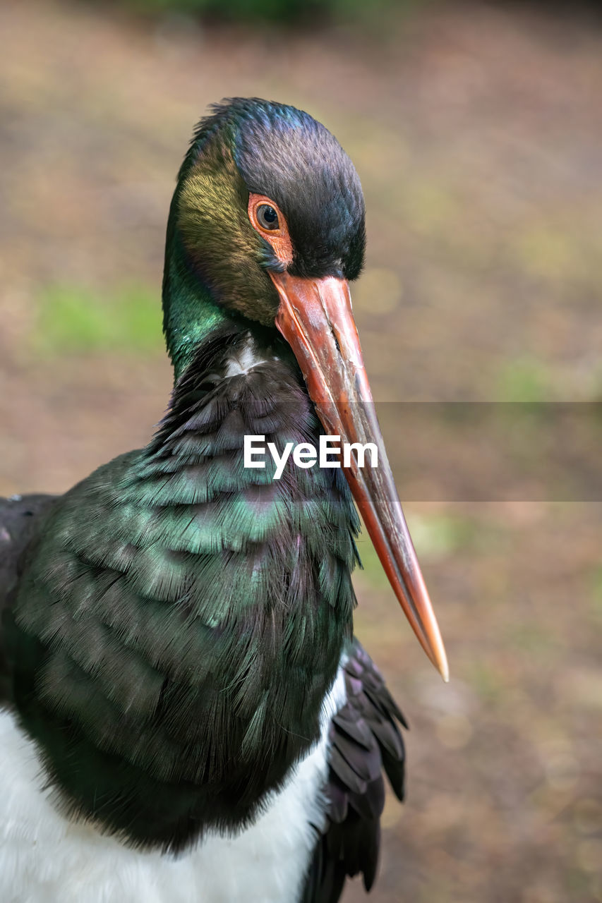 CLOSE-UP OF PARROT